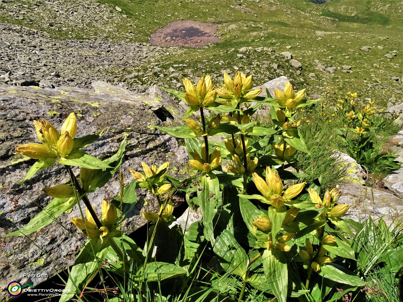 52 Gentiana punctata (Genziana maculata) con vista su laghetto quest'anno in secca .JPG